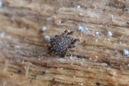 Hermannia sp.